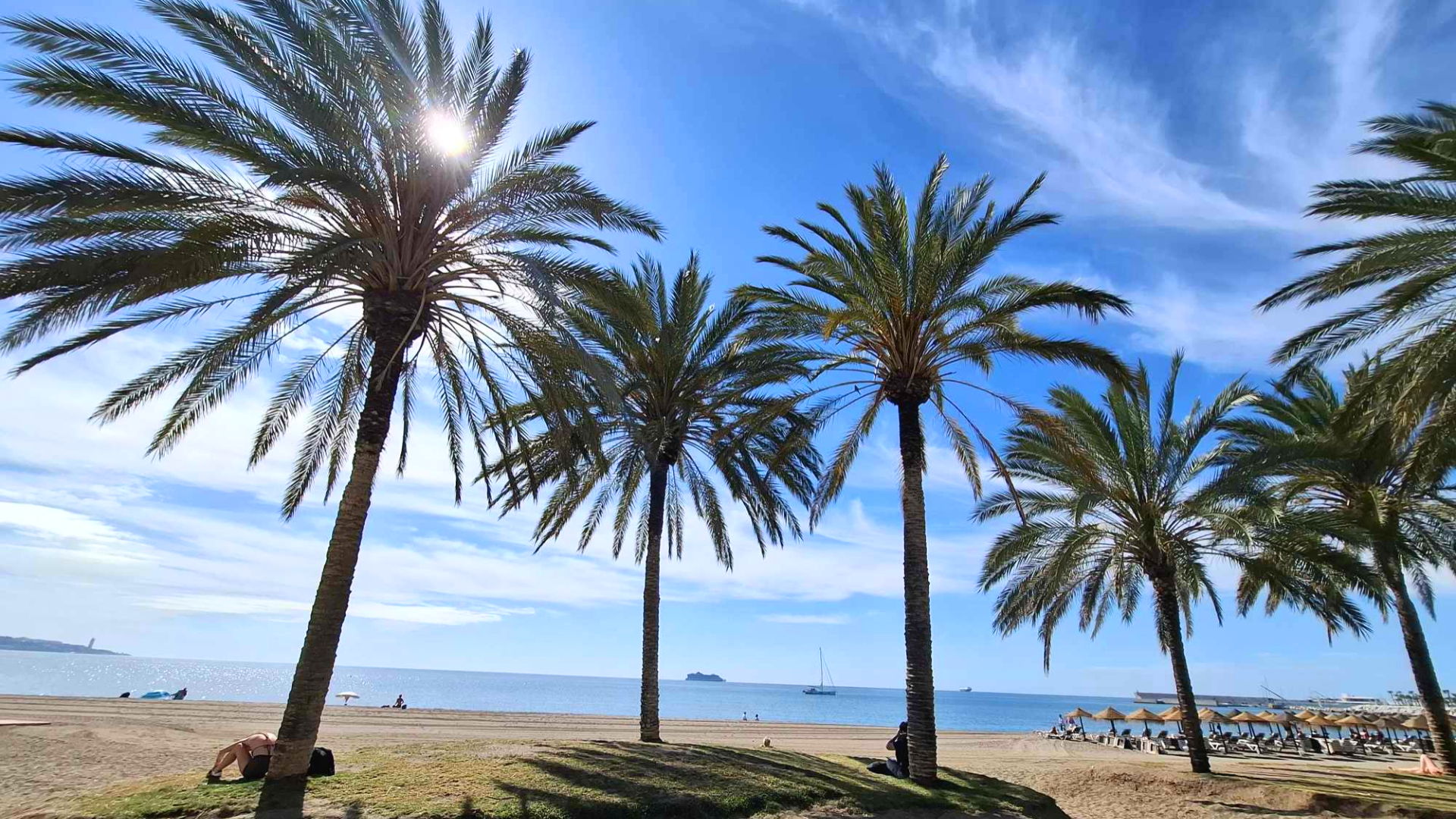 Palmiers sur la plage de la Malagueta à Malaga