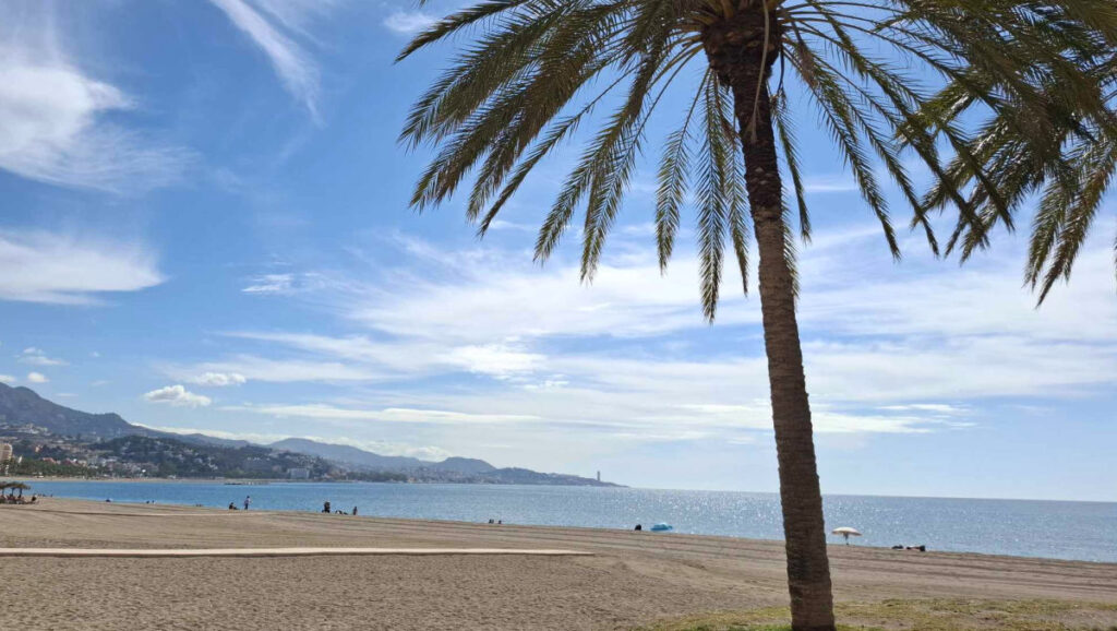 Palmier avec vue sur le paysage sur la plage de la Malagueta
