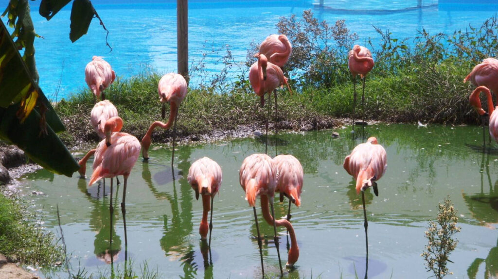 Flamants roses dans un parc Animalier à Malaga